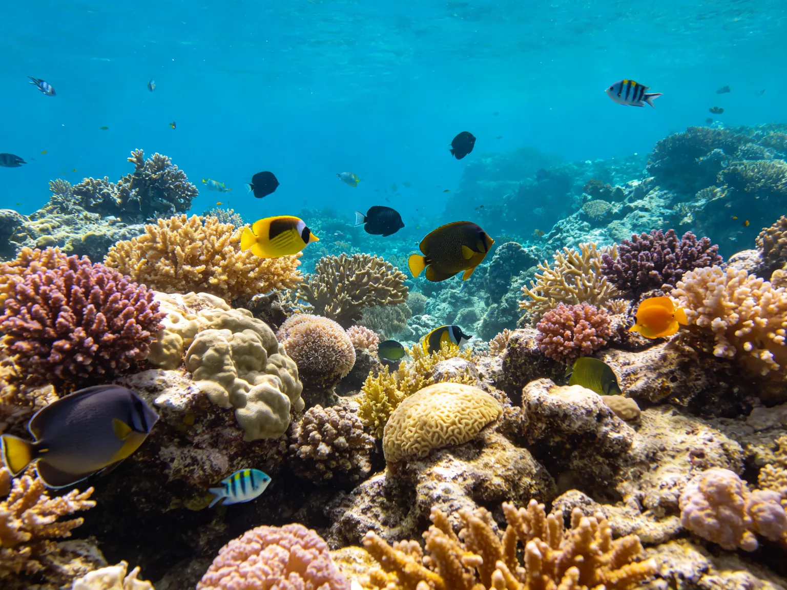 Scène sous-marine colorée de récif corallien