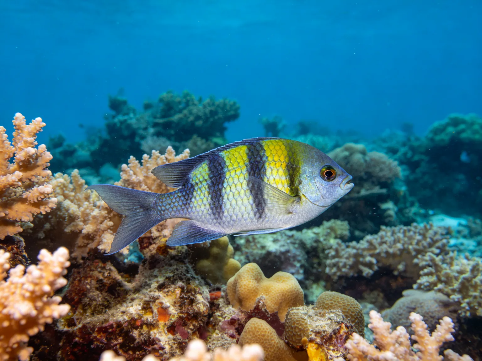 Enhanced underwater photography